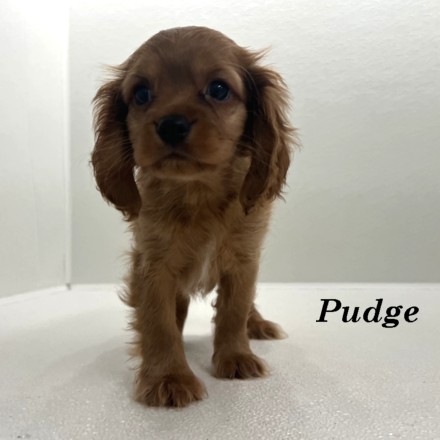puppy, for, sale, Cockaliers, Joe & Cherri  Overlease, dog, breeder, Miller, MO, dog-breeder, puppy-for-sale, forsale, nearby, find, puppyfind, locator, puppylocator, aca